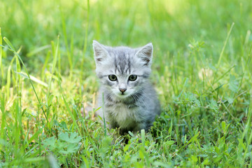 Beautiful little cat in green grass, outdoors