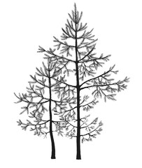 Black pen drawing of small fir-trees in a forest. Realistic hand-drawn illustration.