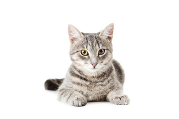 Fototapeta premium Piękny szary kot odizolowywający na bielu