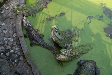 Feeding the crocodile in Thailand