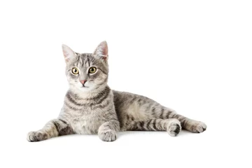 Selbstklebende Fototapete Katze Schöne graue Katze isoliert auf einem Weiß