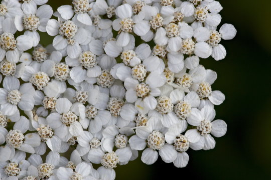 Alpine Yarrow (Achillea alpicola), Glacier National Park, Montana
