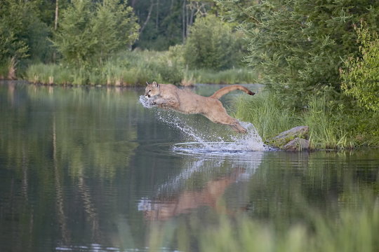 Mountain lion or cougar (Felis concolor) jumping into the water, in captivity, Sandstone, Minnesota