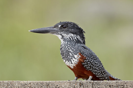 Giant kingfisher (Megaceryle maxima), Kruger National Park