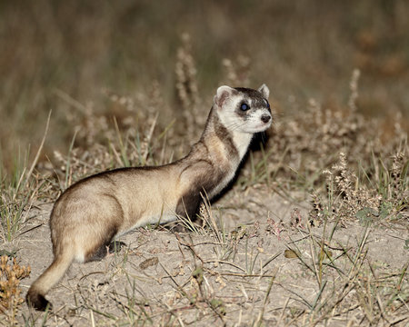 Black-footed ferret (American polecat) (Mustela nigripes) with a hair-dye marker to indicate that it was treated by the wildlife biologist, Buffalo Gap National Grassland, Conata Basin, South Dakota