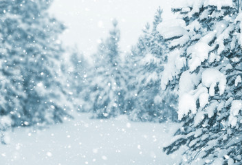 Winter landscape. Winter background with beautiful snow-covered pine forest.