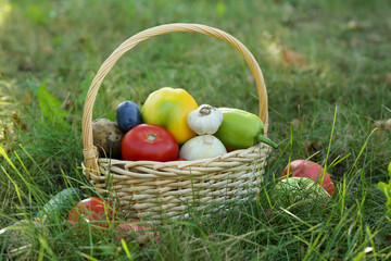Ripe and tasty vegetables in basket on the grass