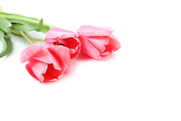 Pink tulips on white background, close up