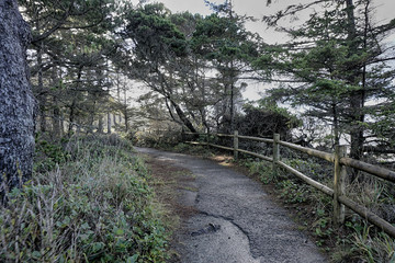Forest hiking trail at Coos Bay Oregon