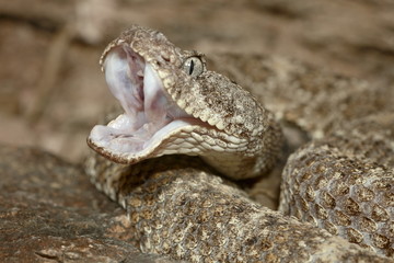 Speckled rattlesnake (Crotalus mitchellii) in captivity, Arizona Sonora Desert Museum, Tucson, Arizona