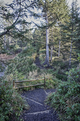 Forest hiking trail at Coos Bay Oregon