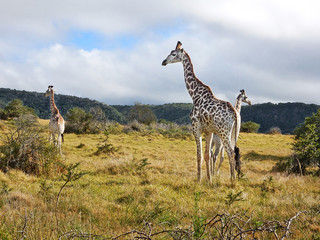 Giraffes