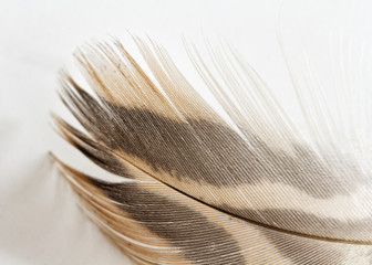 duck feather closeup