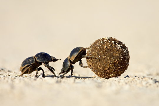 Two dung beetles rolling a dung ball, Addo Elephant National Park