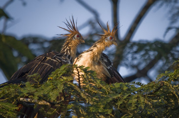 Primitive Hoatzin, Amazon. This bird has claws in its wings.