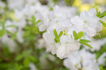 Fototapeta na wymiar Flowers white Rhododendron
