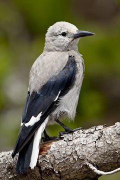 Clark's nutcracker (Nucifraga columbiana), Manning Provincial Park, British Columbia, Canada