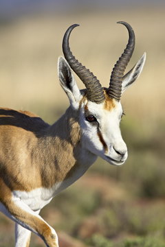 Male springbok (Antidorcas marsupialis), Mountain Zebra National Park