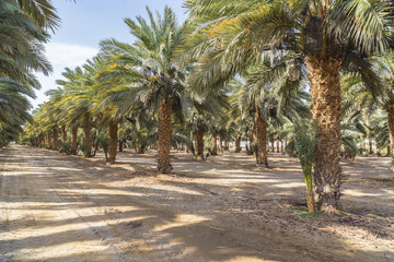 the growing palm trees