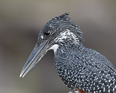 Giant kingfisher (Megaceryle maxima), Kruger National Park