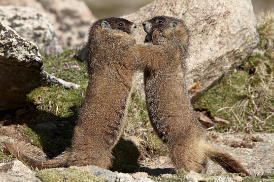 Two yellow-bellied marmot (yellowbelly marmot) (Marmota flaviventris) sparring, Mount Evans, Arapaho-Roosevelt National Forest, Colorado