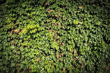 wall from green leaves