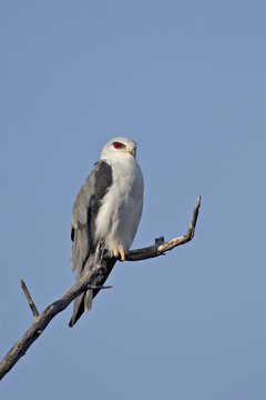 Black-shouldered kite (Elanus caeruleus), Kgalagadi Transfrontier Park, encompassing the former Kalahari Gemsbok National Park
