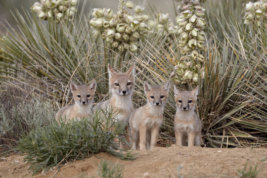 Swift fox (Vulpes velox) vixen and three kits at their den, Pawnee National Grassland, Colorado