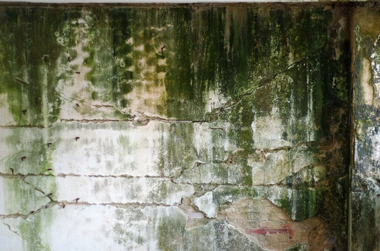 Mold on wall 