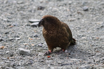 Kea