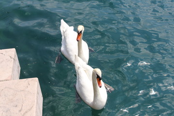 Cigni