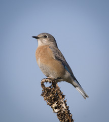 Female Western Bluebird