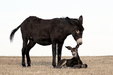 Wild burro (donkey) (Equus asinus) (Equus africanus asinus) jenny biting its foal's ear, Custer State Park, South Dakota
