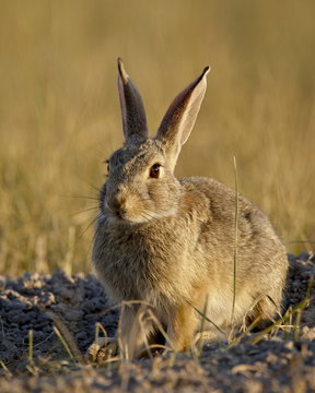 Desert cottontail (Sylvilagus auduboni), Wind Cave National Park, South Dakota