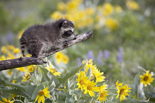Baby raccoon (Procyon lotor) in captivity, Animals of Montana, Bozeman, Montana
