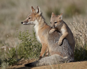 Swift fox (Vulpes velox) kit climbing on the vixen, Pawnee National Grassland, Colorado