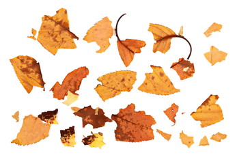 Naklejka premium colorful pieces leaves isolated on white background, autumn texture 