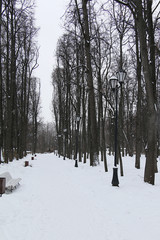 Snowy cold day in the park