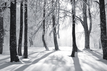 Ormanda kış