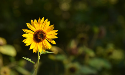 Wild sunflower