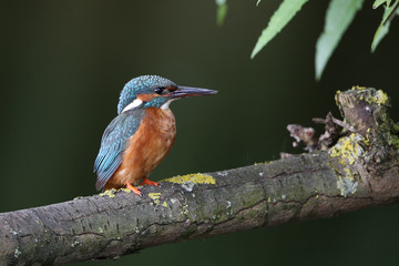 European Kingfisher