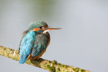 European Kingfisher