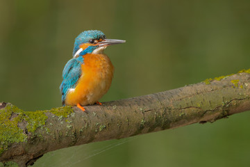 European Kingfisher
