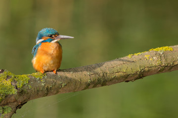 European Kingfisher
