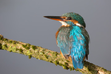 European Kingfisher