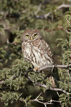 Pearl-spotted owlet (pearl-spotted owl) (Glaucidium perlatum), Kgalagadi Transfrontier Park, encompassing the former Kalahari Gemsbok National Park