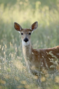 Whitetail deer (Odocoileus virginianus) doe, Devil's Tower National Monument, Wyoming
