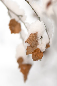 Brown leafs during winter covered in snow
