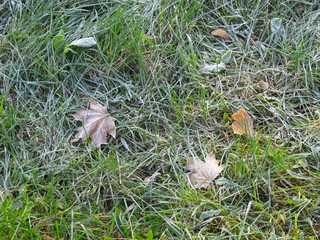 frozen abstract background of leaves and grass in the frost, park autumn, cold, freeze