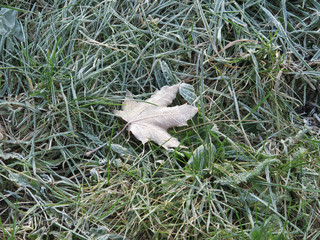 frozen abstract background of leaves and grass in the frost, park autumn, cold, freeze